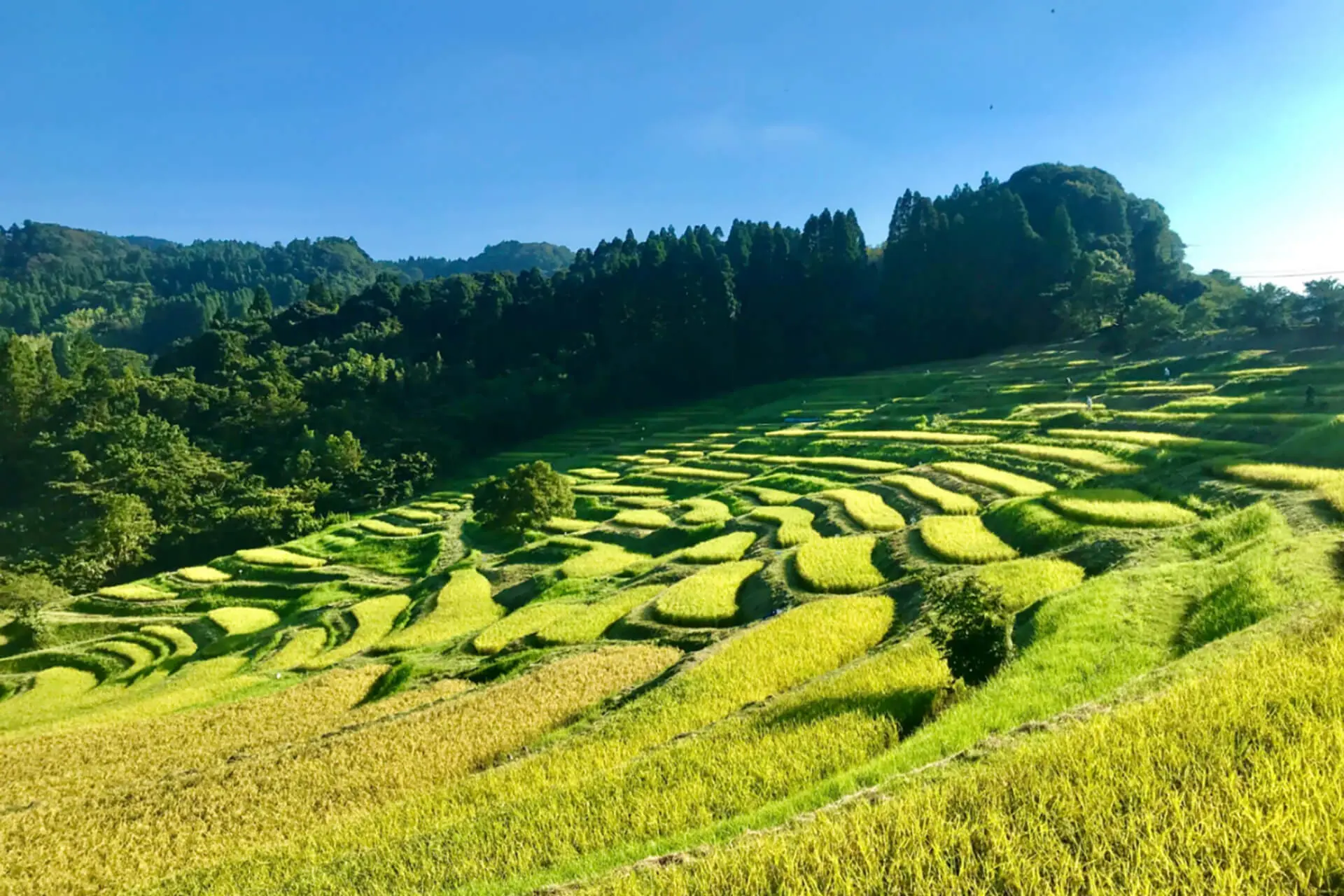 Oyama Senmaida Fields Of Gold Visit Chiba